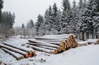 Stack of logs on snow covered field