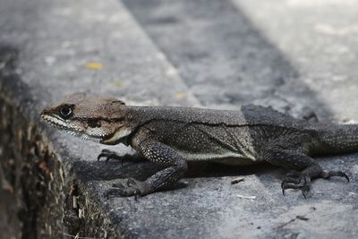 Close-up of lizard on rock