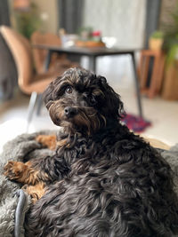 Close-up of a dog sitting at home