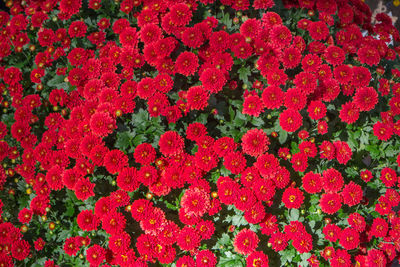 Close-up of red poppy flowers blooming outdoors