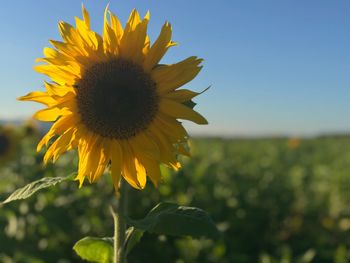 Close-up of sunflower blooming on field against clear sky