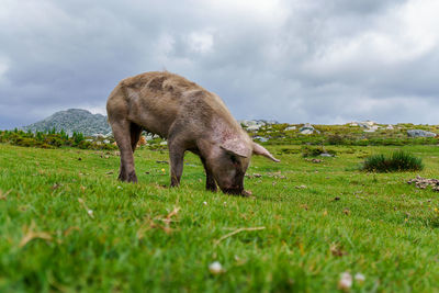 Pig grazing on grassy field