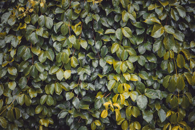 Full frame shot of leaves