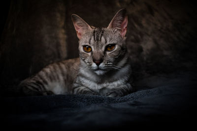 Portrait of tabby cat