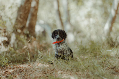 Dog sitting on field