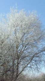 Low angle view of flower tree against clear sky