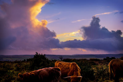 Scenic view of sunset on the moor.