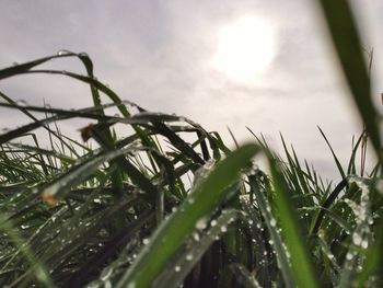 Close-up of grass