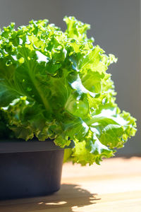 Close-up of potted plant on table