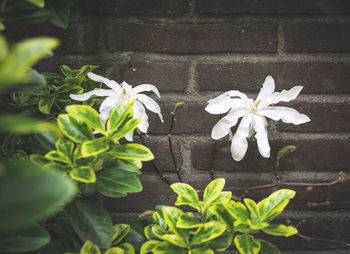 Close-up of white flowering plant