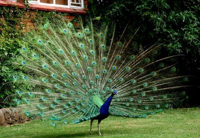 Close-up of peacock on field