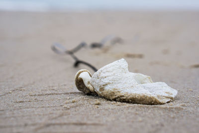 Close-up of shell on sand