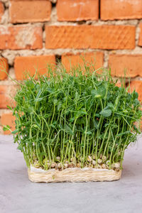 Sprouted peas. germinated microgreens pea. sprouting microgreens.