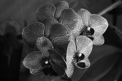 Close-up of flowering plant