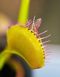 Close-up of insect on flower