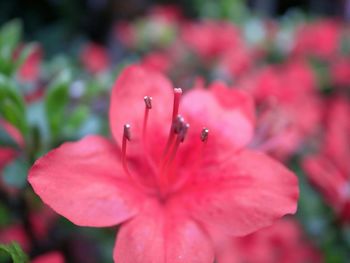 Close-up of pink flower