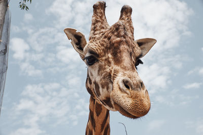 Low angle view of giraffe against sky