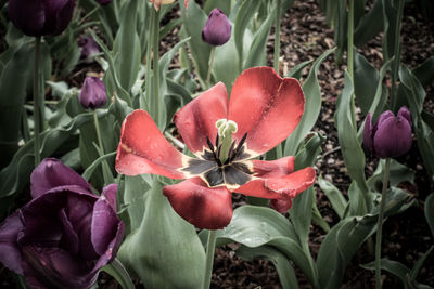 Close-up of flowering plants on field