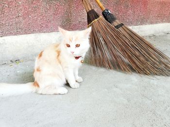 High angle portrait of cat relaxing on footpath