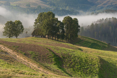 Scenic view of agricultural field against sky