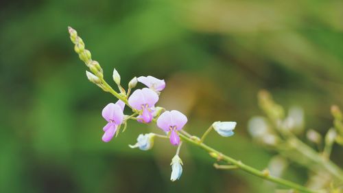 Close-up of purple flowering plant