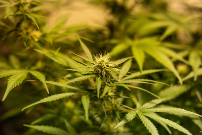 Use of marijuana for medicinal purposes. marijuana flower.