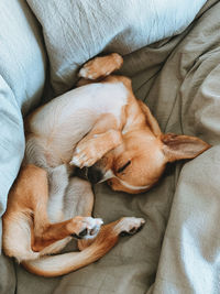 High angle view of dog sleeping on bed