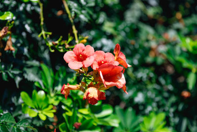 Close-up of red flowering plant