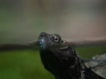 Close-up of bird