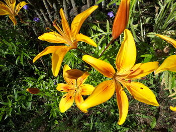 Close-up of yellow daffodil flowers