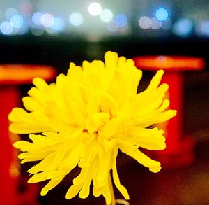Close-up of yellow flower at night