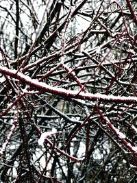 Low angle view of frozen tree branches during winter