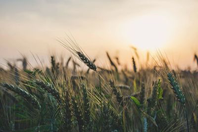 Close-up of wheat field against sky during sunset