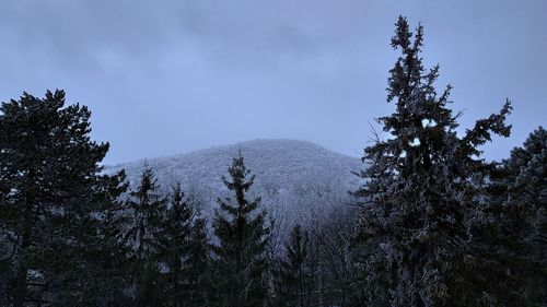 Pine trees in forest against sky during winter