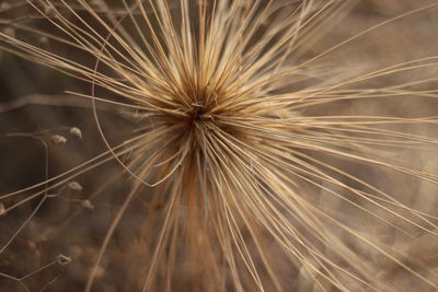 Close-up of dried plant