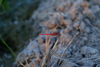 Close-up of insect on rock