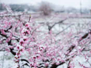 Peach flowers in bloom in the japanese spring after a sudden and rare snowstorm.