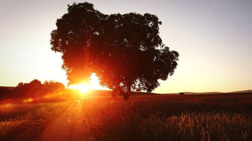 Trees on field against sky at sunset