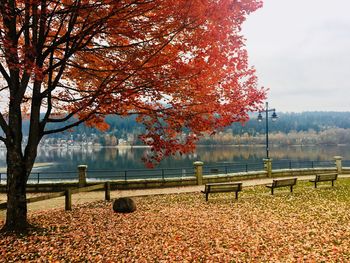 Trees in park during autumn