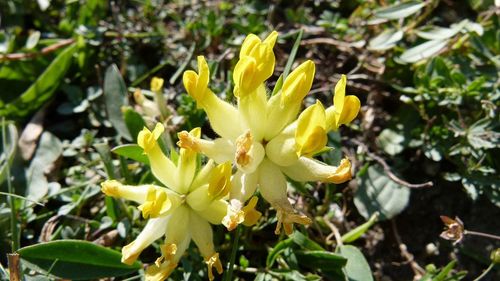 Close-up of yellow flowers