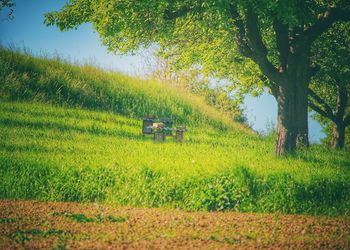 Scenic view of agricultural field against sky