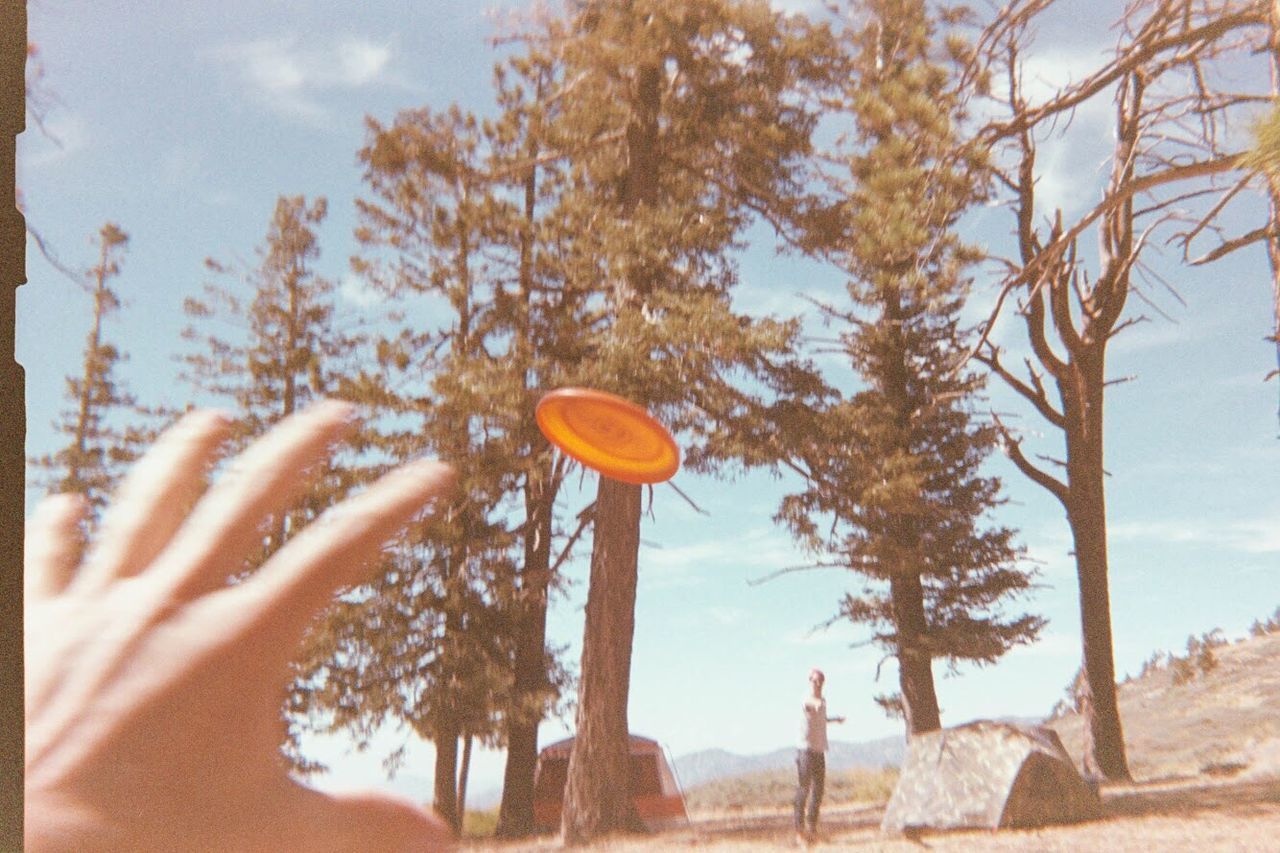 LOW ANGLE VIEW OF TREES AGAINST SKY