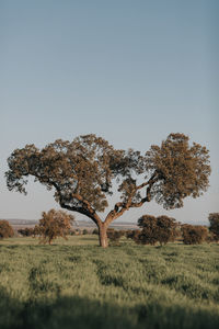 Tree on field against clear sky