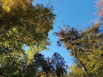 Low angle view of trees against clear blue sky