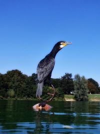 Gray heron perching on tree by lake against clear blue sky