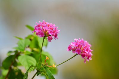 Close-up of pink flowers blooming outdoors