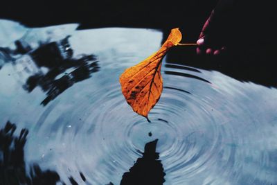 Close-up of autumn leaf in water