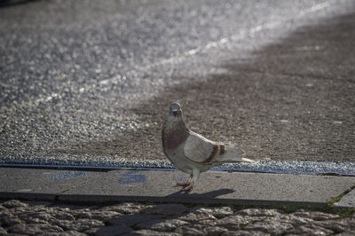 High angle view of pigeon on street on sunny day