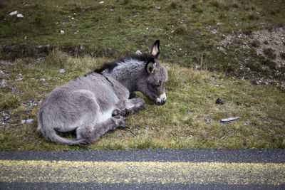 View of a donkey on field