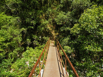 Walkway amidst trees in forest